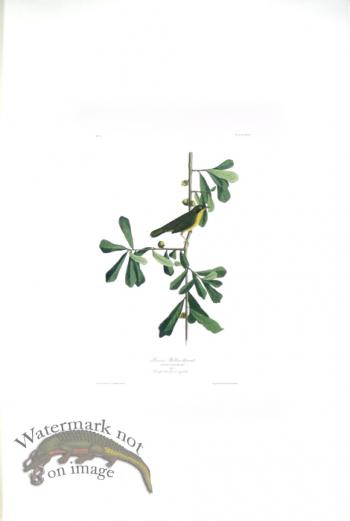 Roscoes Yellow Throat